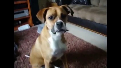 Funny Cat Videos, Funny Dog Videos, Best Funny Animals 20142