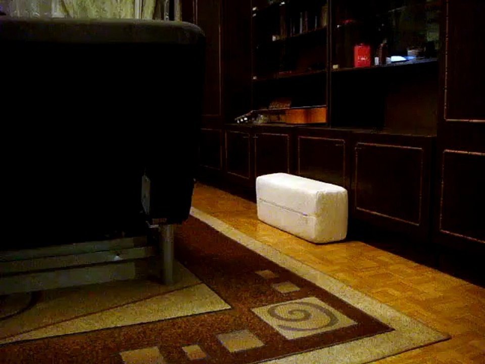 Funny cat Timka wanna be a dog