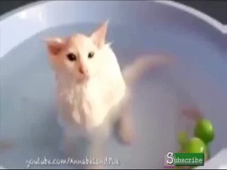 Funny Cats Like Bath - Cat Lovers