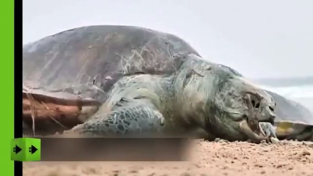 Hallaron más de 100 tortugas muertas a la orilla de una playa en India