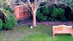 Watch Funny Cats Go Crazy Chasing Laser Pointer Beam up tree