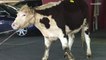 A cow and a goat try to escape slaughter in Queens, only one is rescued