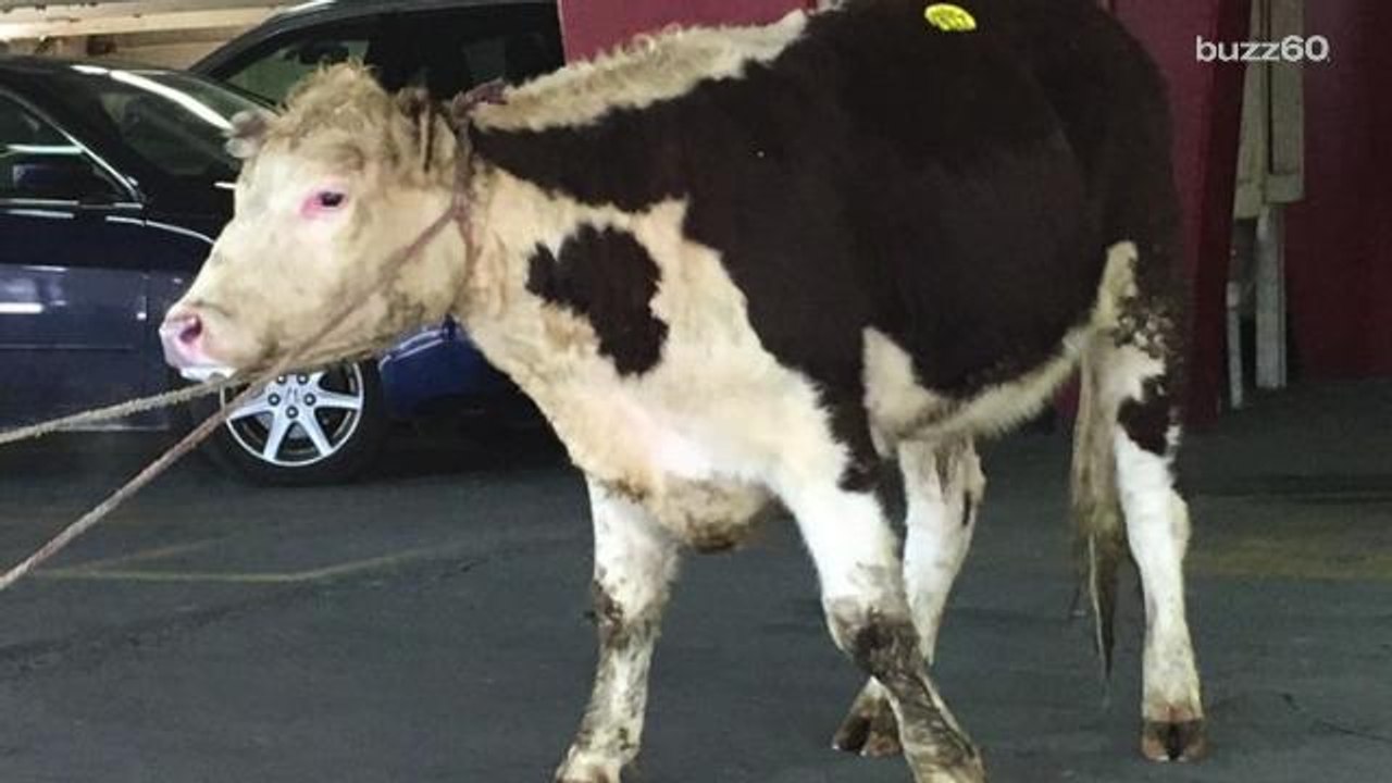 A cow and a goat try to escape slaughter in Queens, only one is rescued