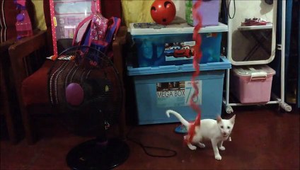 Funny cat video- Cat Jumping - Juno the Cat