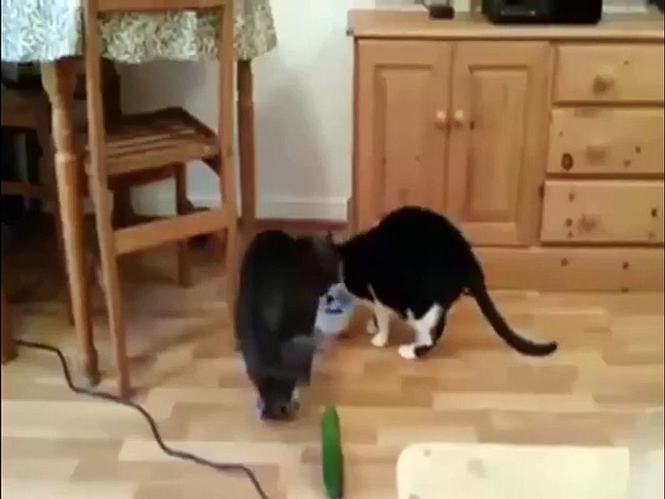 funny cat vs cucumber