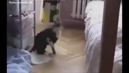 BEST FUNNY Cats Fails - Top ANIMALS COMPILATION Ever Part 2