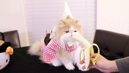 Funny Cat! Cat love to eat a Banana ~ Cute Cat!