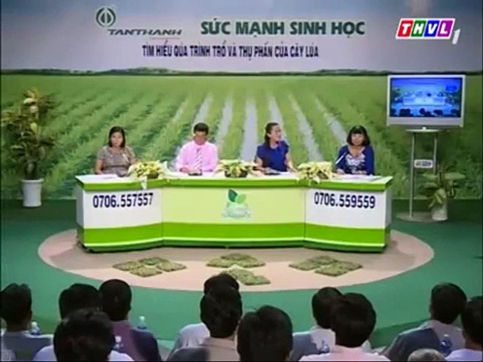 Tìm hiểu quá trình trổ và thụ phấn của cây lúa