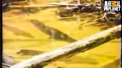 jaguar Kills Giant Fish