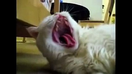 FUNNY CAT SCREAM! Haha. Funniest Cat!