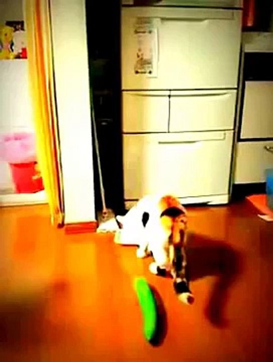 Funny Cat Shock by Cucumber