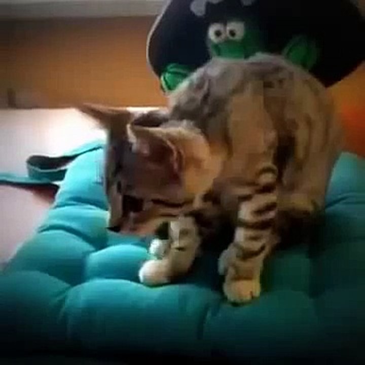 Funny Cat shows off Yoga pose