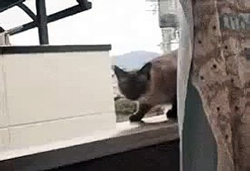 Funny Cat Suicide FAIL