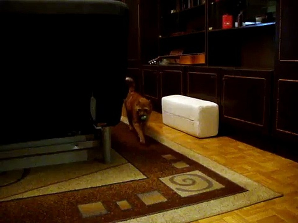 Funny cat Timka wanna be a dog