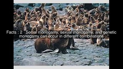 Mating system of Monogamy Top 20 Facts