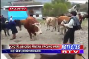 Enlace Regional Abigeos pintan a vaca para no ser identificado Chota/Cajamarca