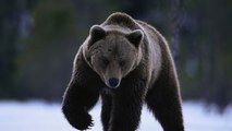 Animal Life Video: The Grizzly Bear Documentary (Animal Documentary Full Length)