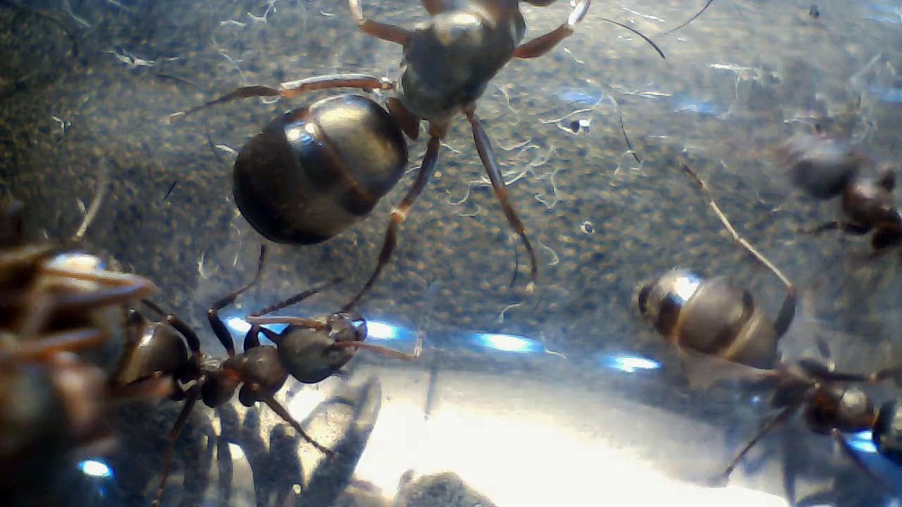 Formica
