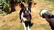 funny dog try not to laugh