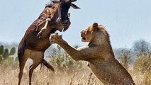 Lion Quickest Kill : Lioness wakes up from sleep and makes a Kill