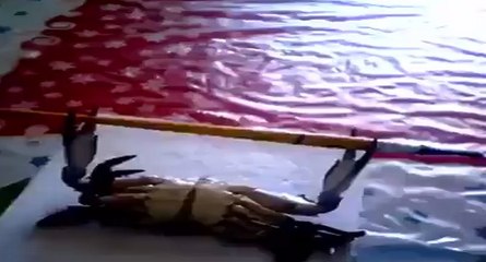 Un crabe fait de la musculation