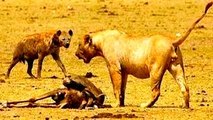 Animal Video * KILLERS COMPETITION * Lions, Hyenas & Wild Dogs ☆ Documentary National Geog