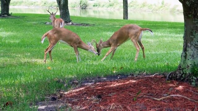 Black Cat Scares Off A Herd Of Deer