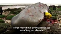 Beached Whales Across Europe