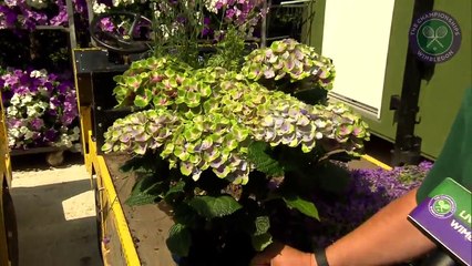 Live @ Wimbledon's Rachel Stringer meets Martyn Falconer