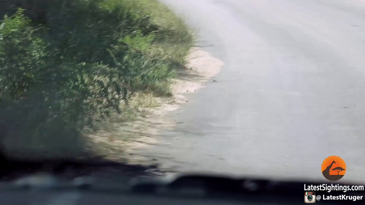 This Black Mamba Snake Can't Slither!
