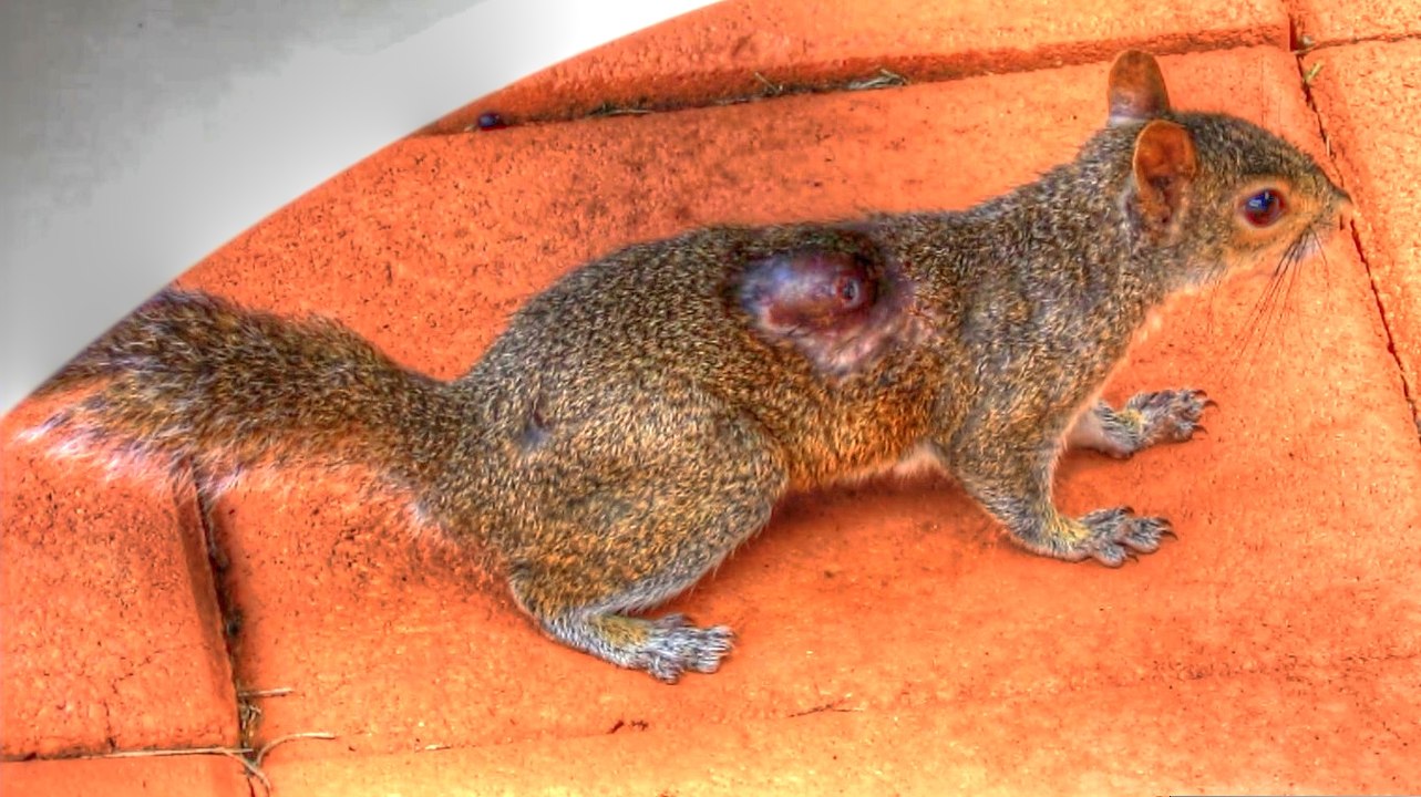 Squirrel Bot Fly Parasite - Mini Documentary