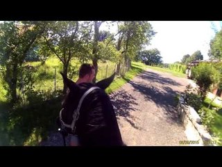 Bizarre Horse Facts!  Rare Animal and Pet Information & Funny Videos