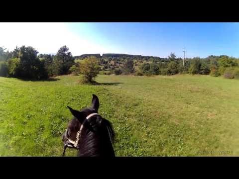 Funny Animals Compilation Animal Videos 2015 Horses Mating Up Close And Hard For A Long Time1