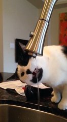 Cat is self made creature lol not true ? ok then watch it