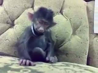 Funny Monkey - Funny Video _ Funny Clips _ Funny Animals