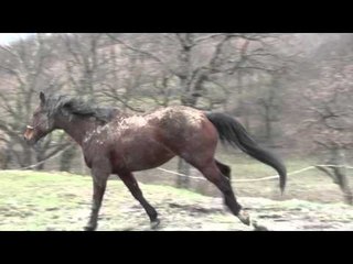 Funny And Cute Horses Playing With Ball Compilation HD AHF