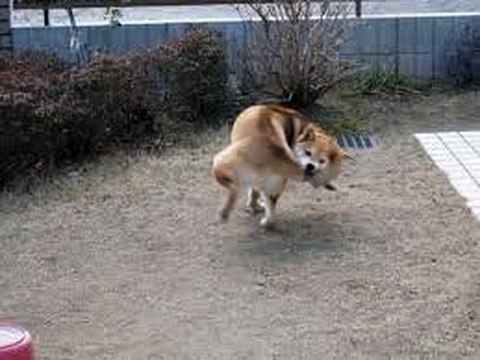 World's Most Amazing Moments Ever Funny Videos Hot Videos Funny Clips Funny Pictures