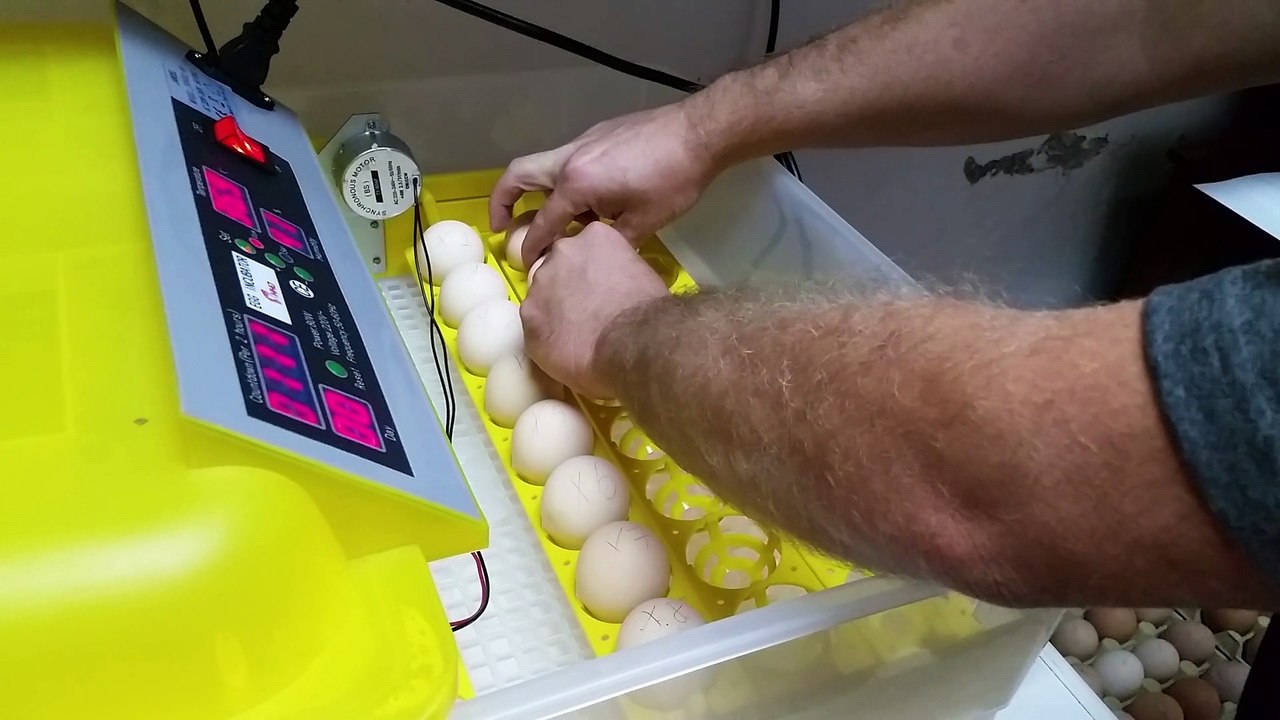 Setting eggs in the Incubator 26-09-2015
