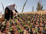 Filistinli Kadın İsrail’in Attığı Gaz Bombalarından Bakın Ne