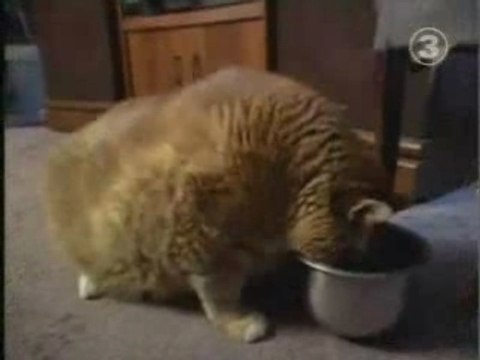 En voilà un gros matou! LOL