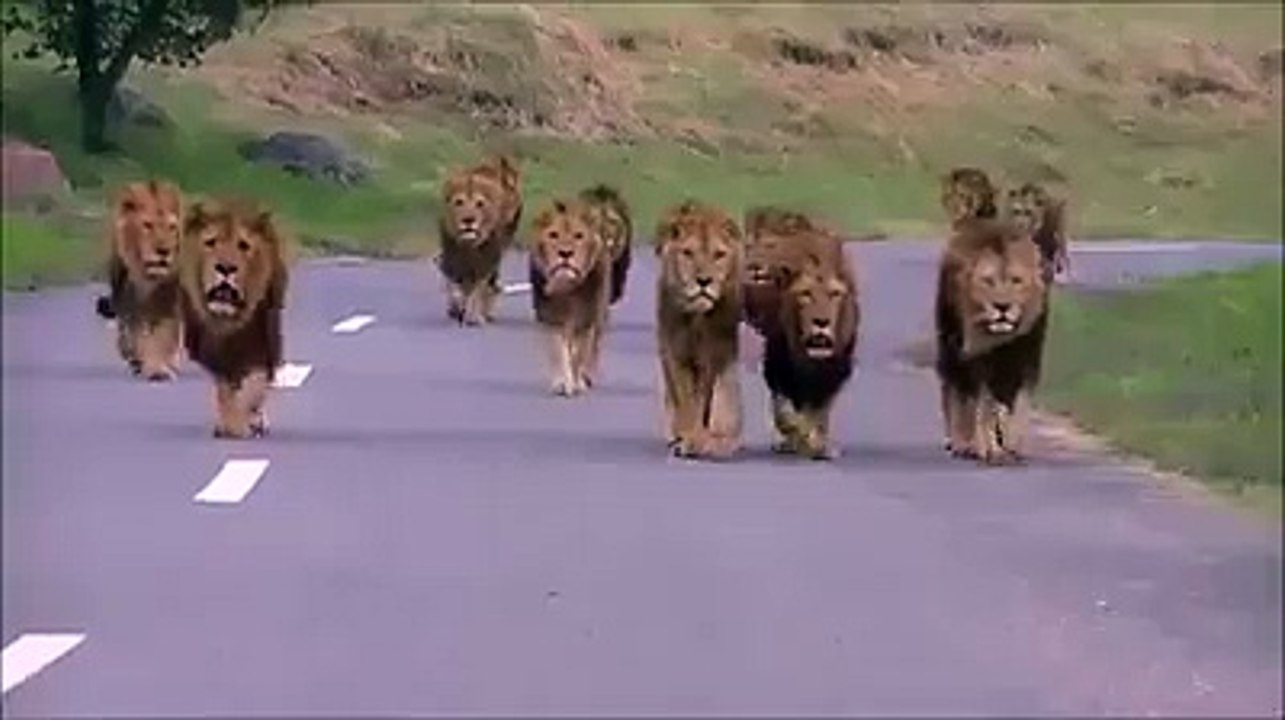 المعنى الحقيقي لكلمة حضر التجول ههههههه الرخ لا