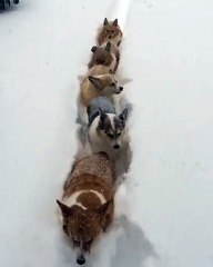 Corgi Snow Train