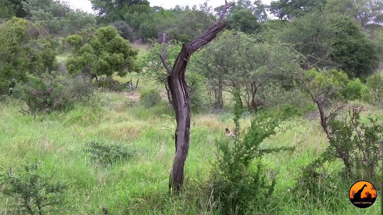 Wild Dogs Versus Baboons - 2 December 2012 - Latest Sightings