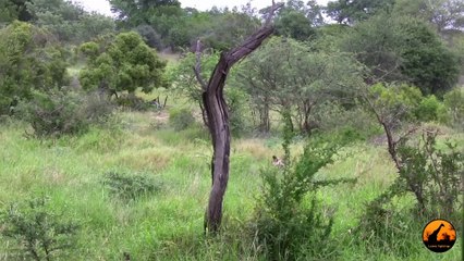 Wild Dogs Versus Baboons - 2 December 2012 - Latest Sightings