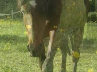 Oscillation printemps 2007