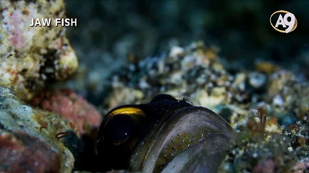 Jaw Fish