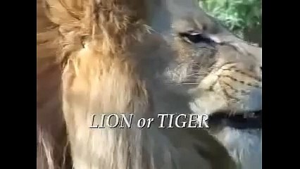 TIGER vs LOIN .... must watch an amazing fight between them..