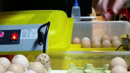 Setting eggs in the Incubator 14-01-2016
