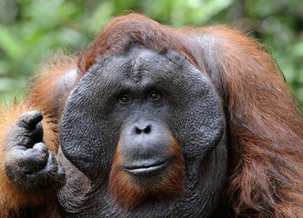 Orangutan, Hamile Kadının Göbeğini Öptü