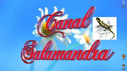 DIVX CONVERTER PACK SERIALES FULL